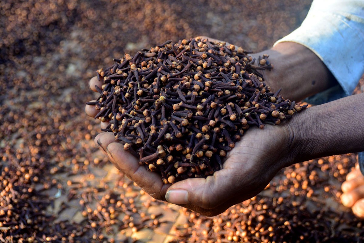 Clove Bud Harvesting