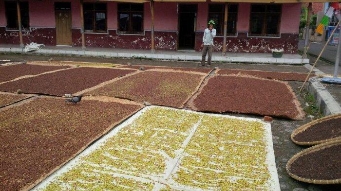 Clove Drying Process