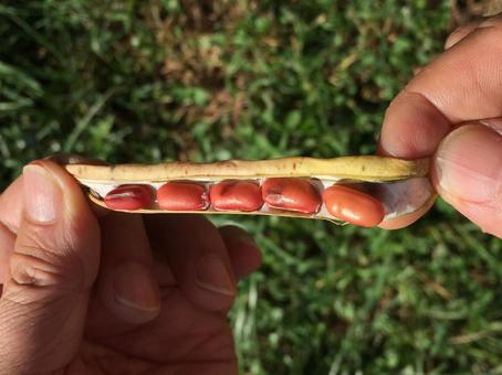 Adzuki Bean Pods
