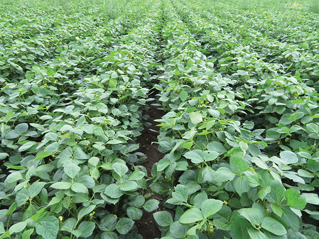 Adzuki Bean Plants