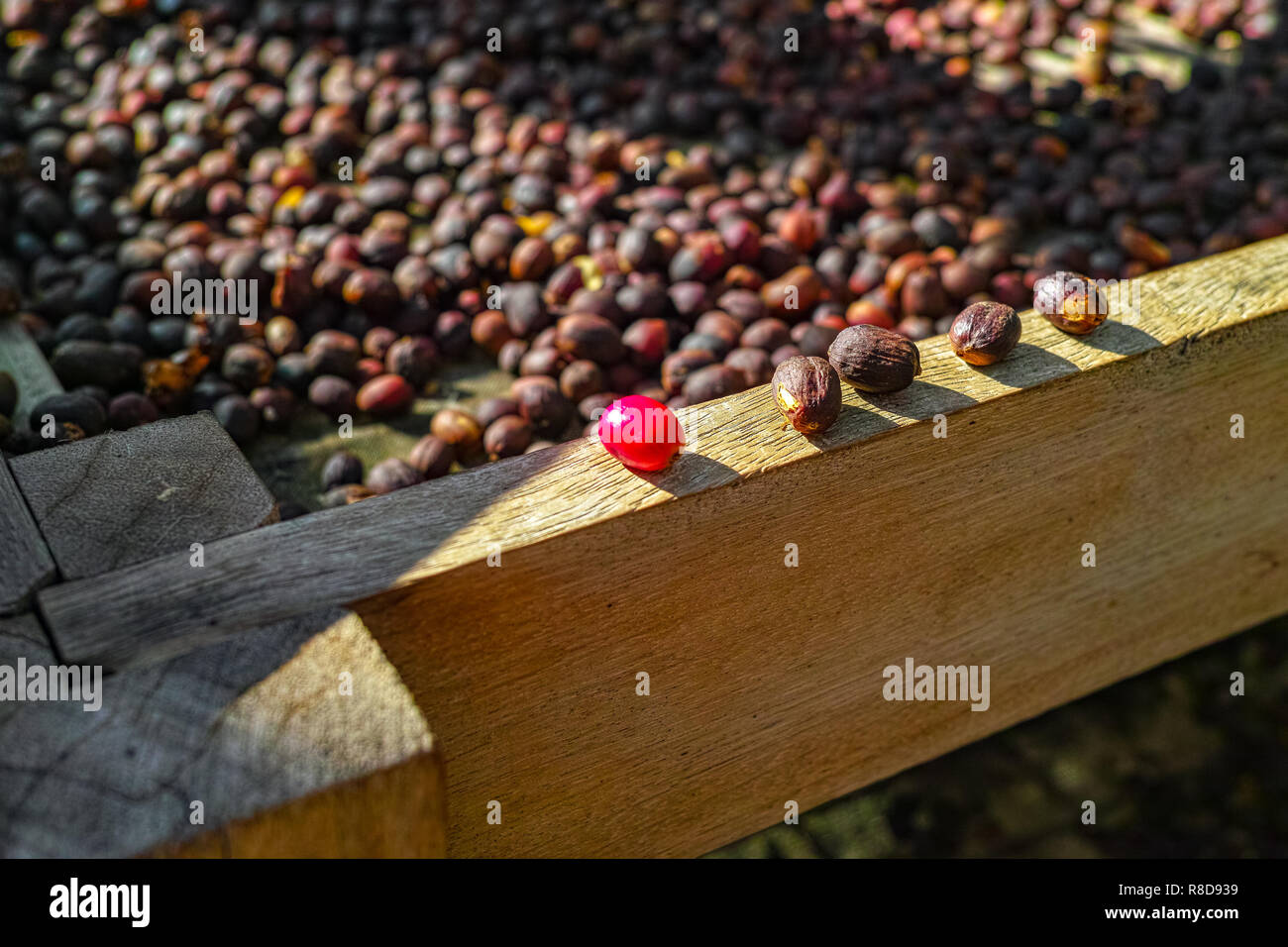 Sun-Drying Adzuki Beans