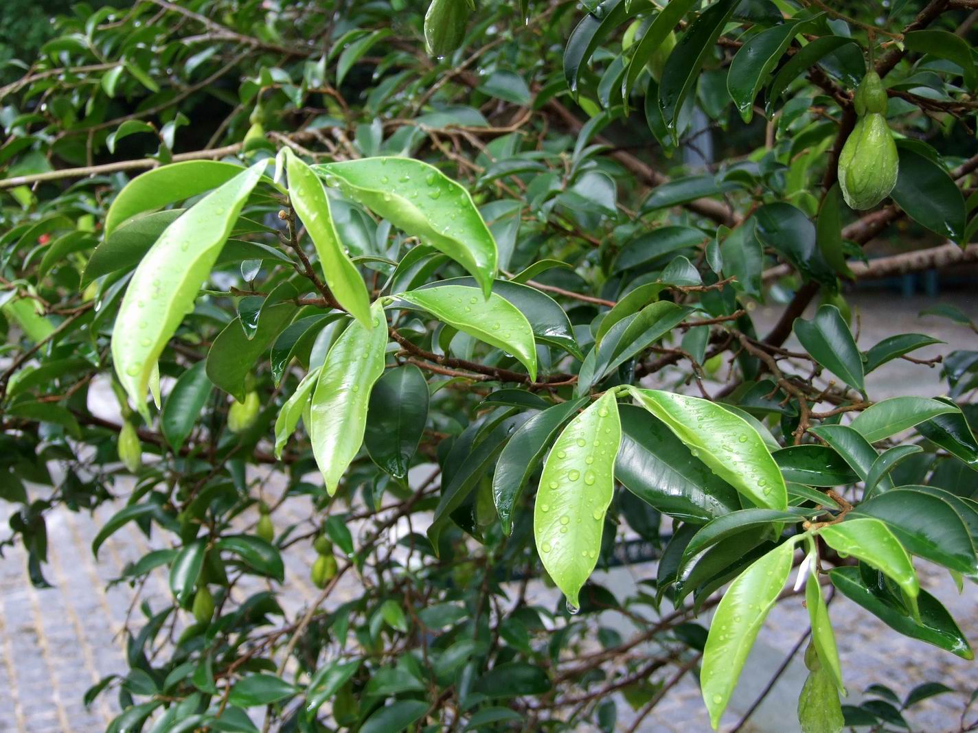 Agarwood Trees