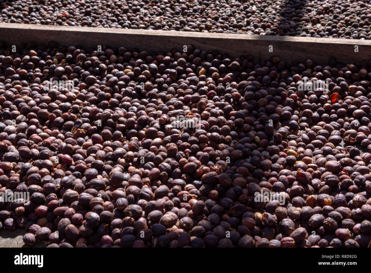 Coffee Beans Drying