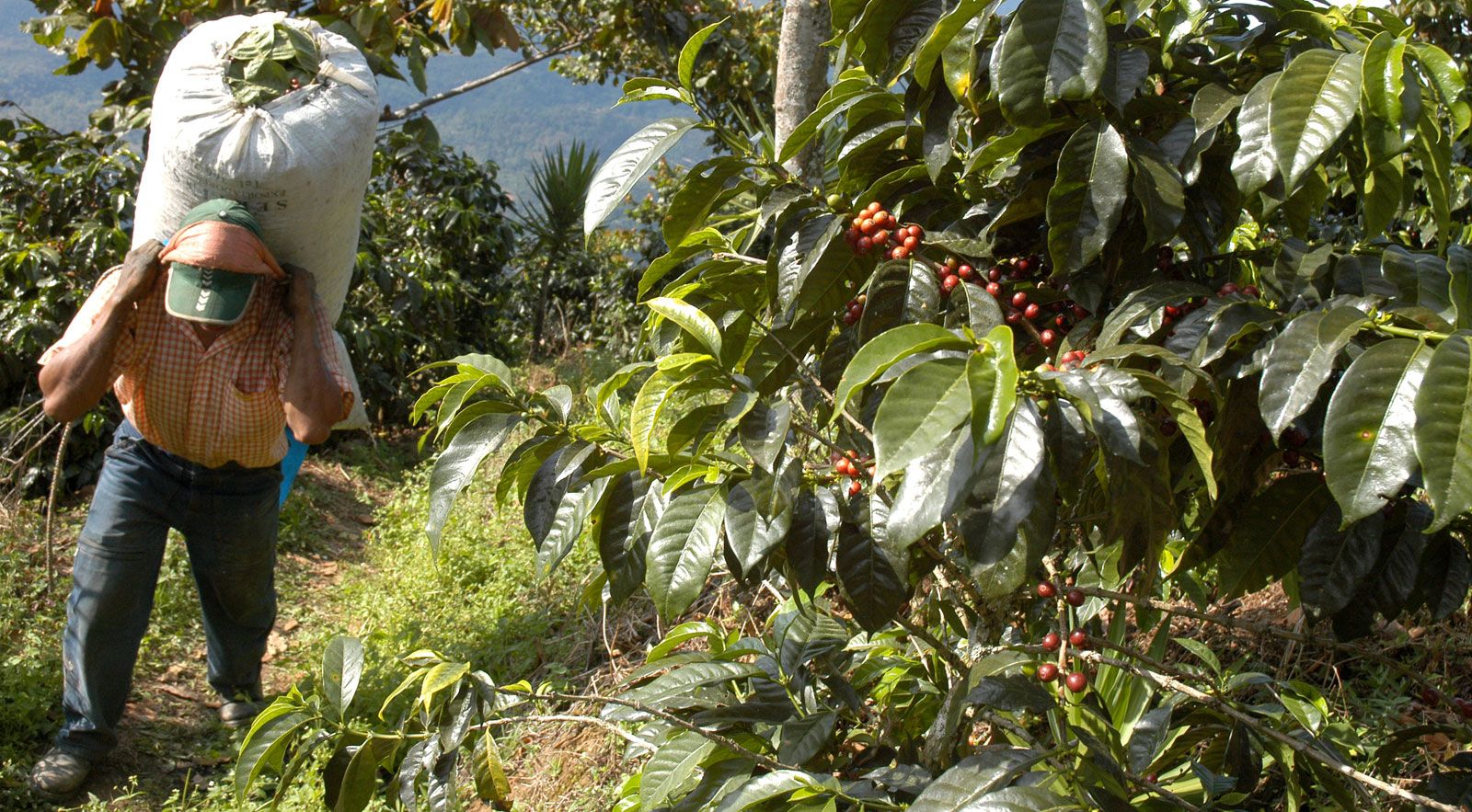 Coffee Plantation