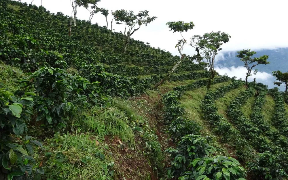 Ripe Coffee Cherries