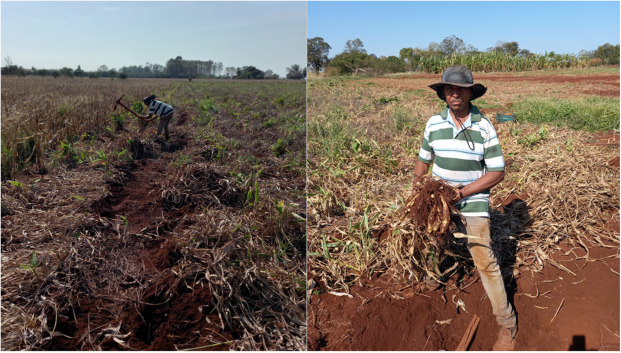 Arrowroot Plant