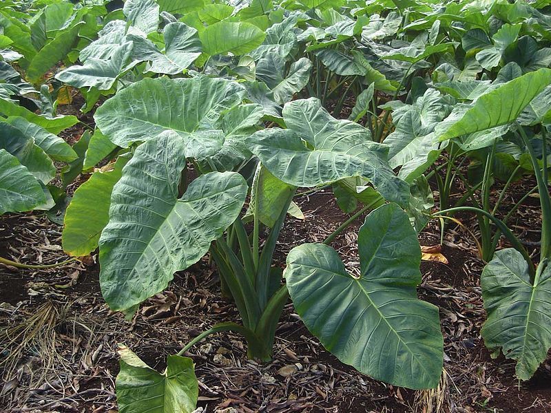 Harvested Arrowroot Rhizomes