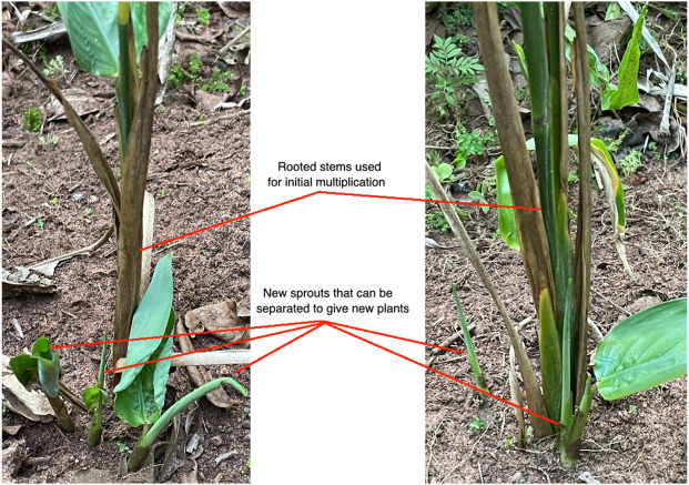 Starch Extraction Process