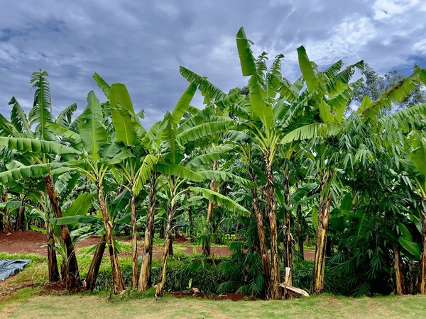 Banana Flower