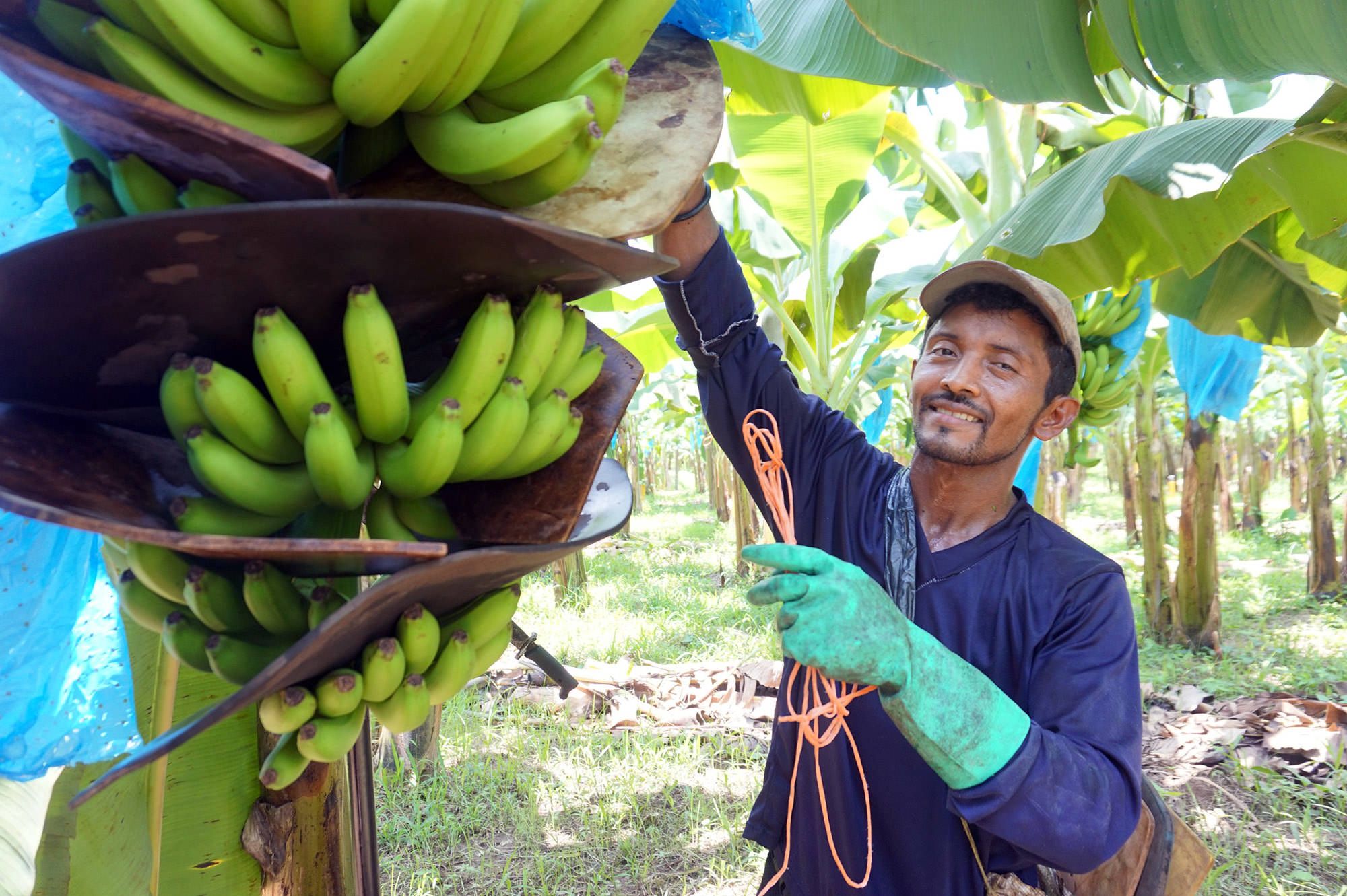 Harvesting Bananas