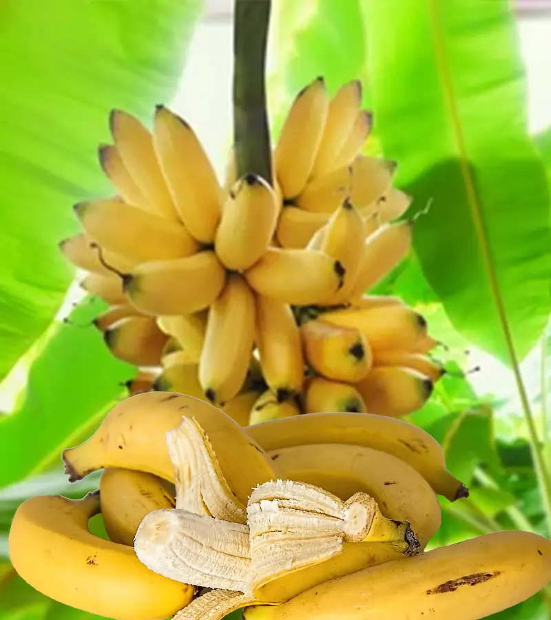 Organic Bananas
