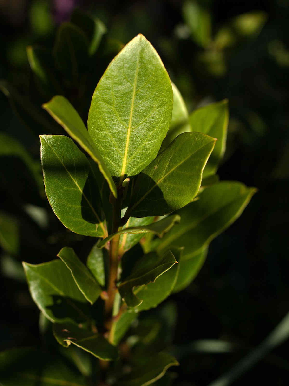 Bay Leaf in a Stew
