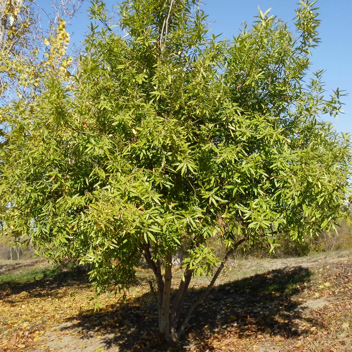 Drying Bay Leaves
