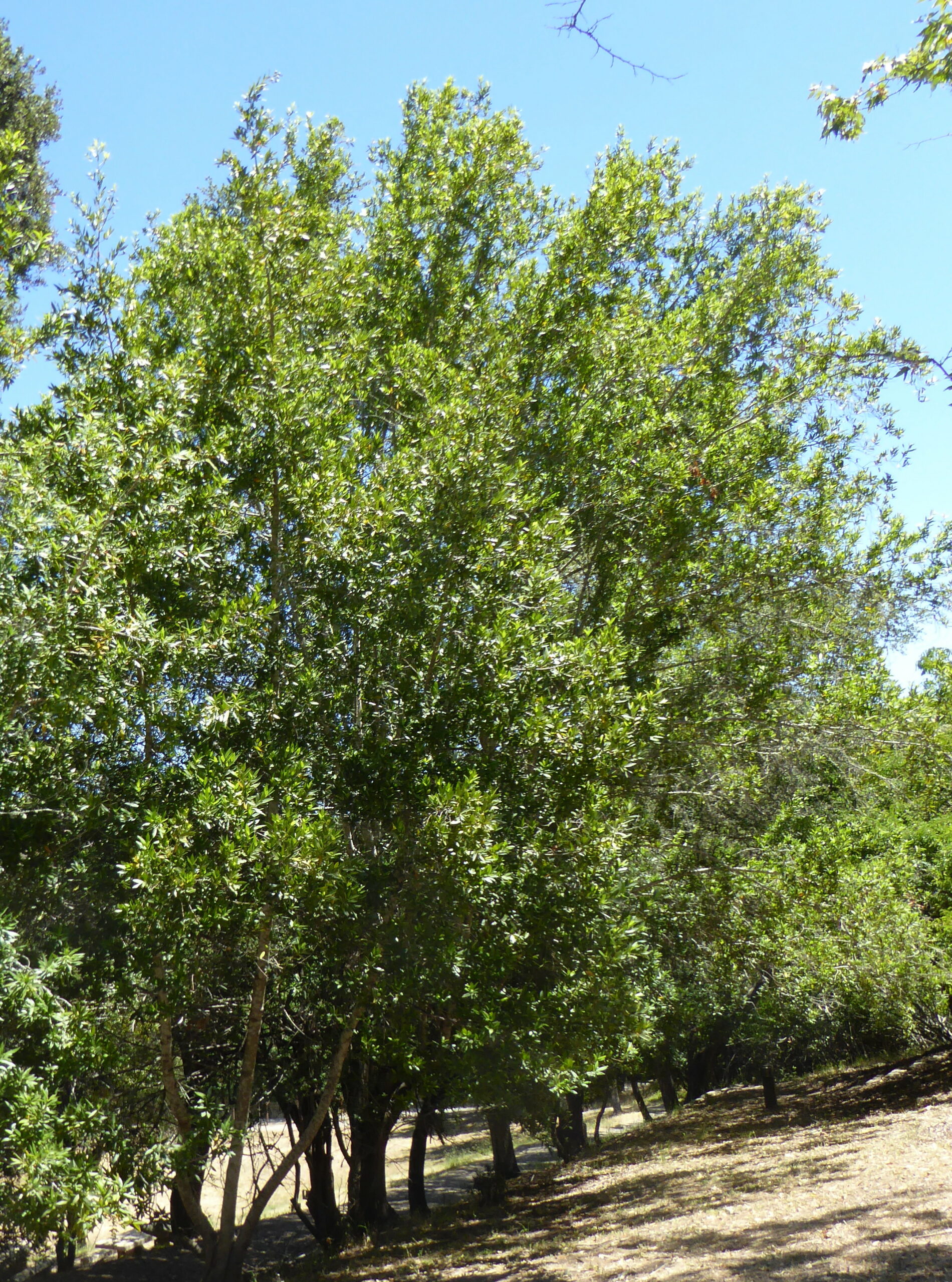Hand-picking Bay Leaves