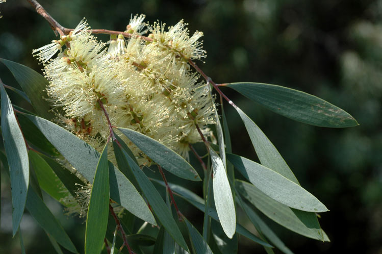 Cajuput Leaves Harvesting