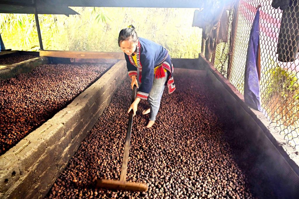 Cardamom Drying