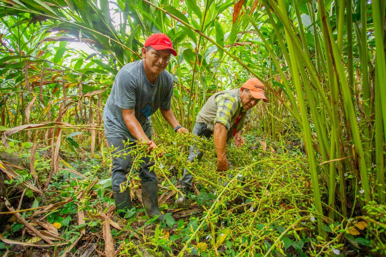 Cardamom Farm