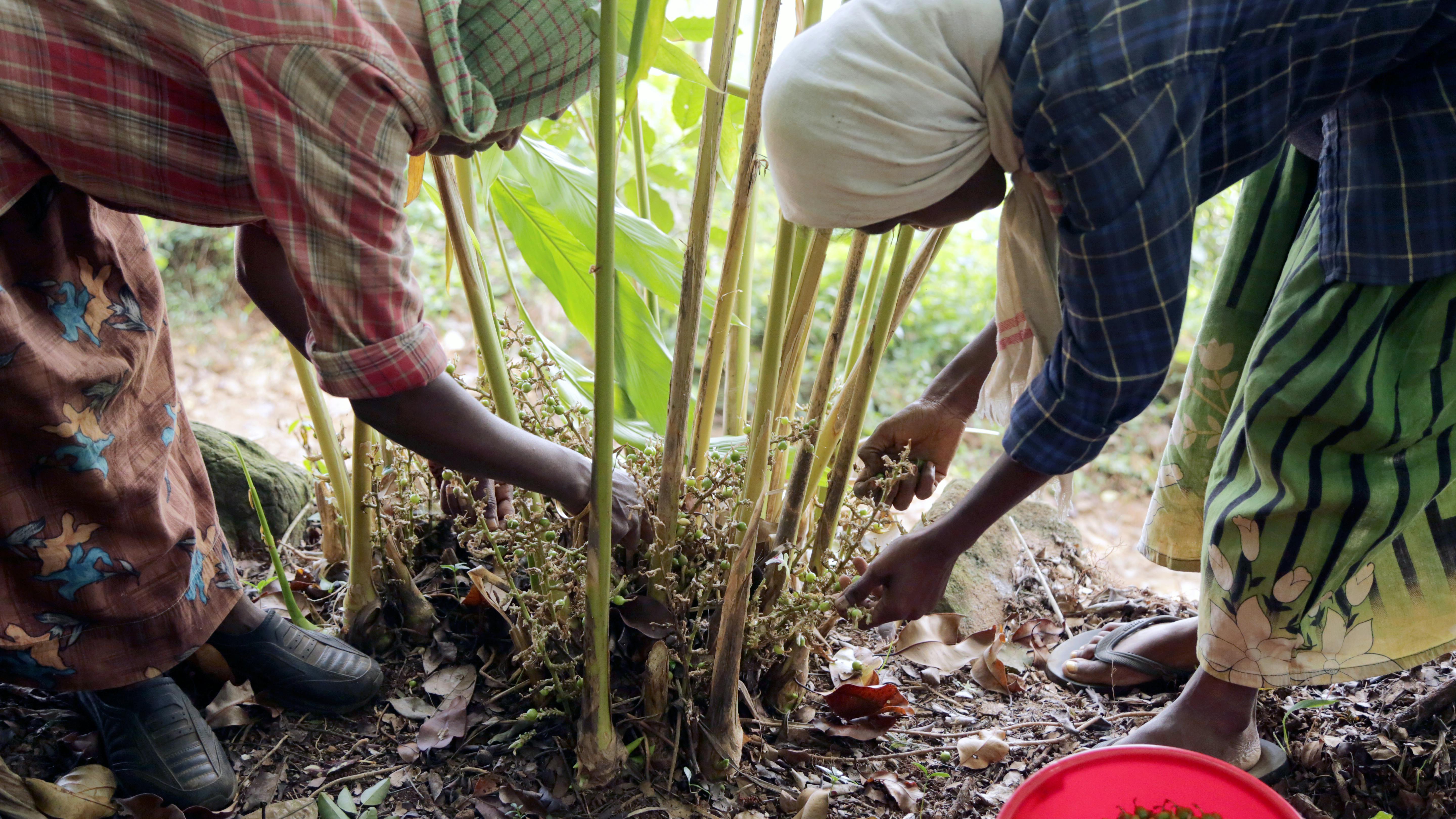 Cardamom Harvesting