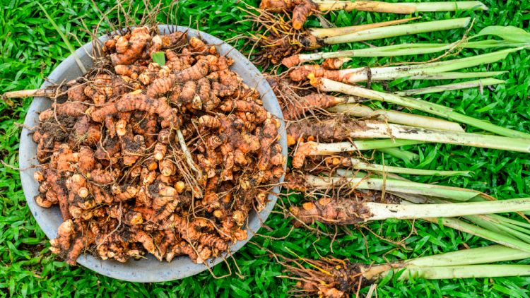 Turmeric Harvesting