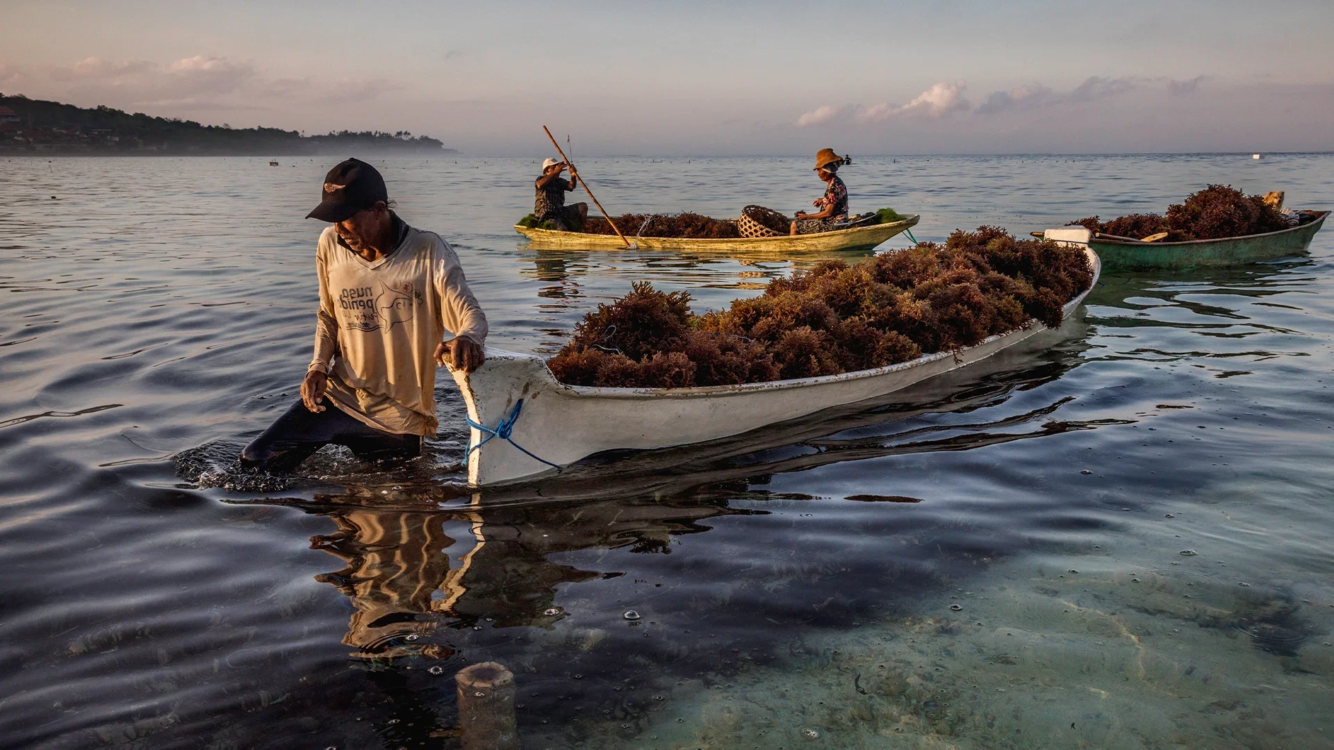 Careful Seaweed Harvesting