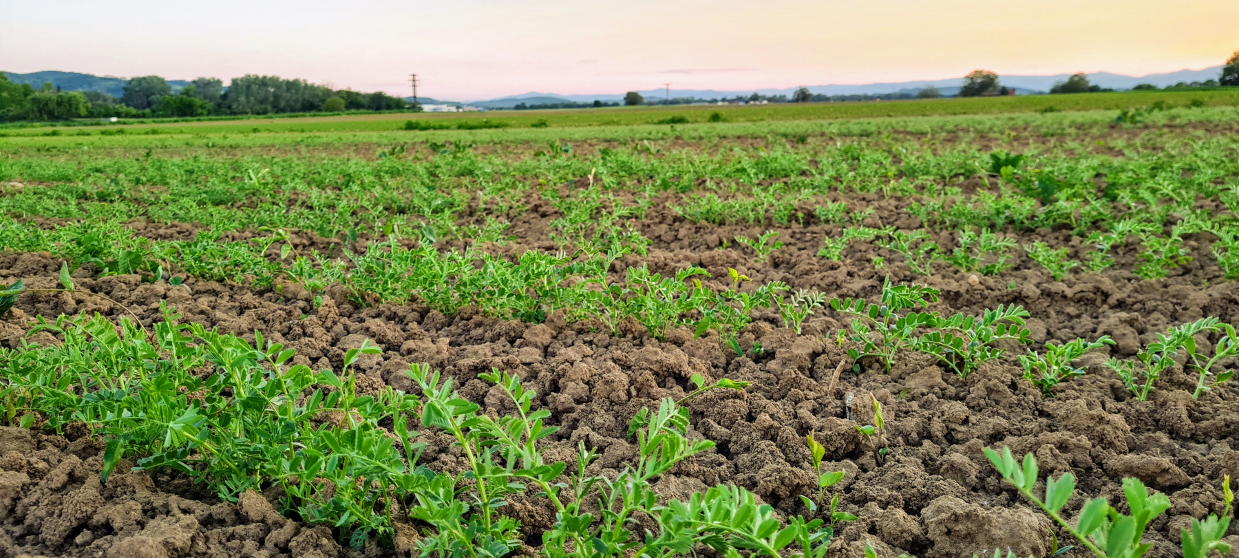 Chickpea Farming