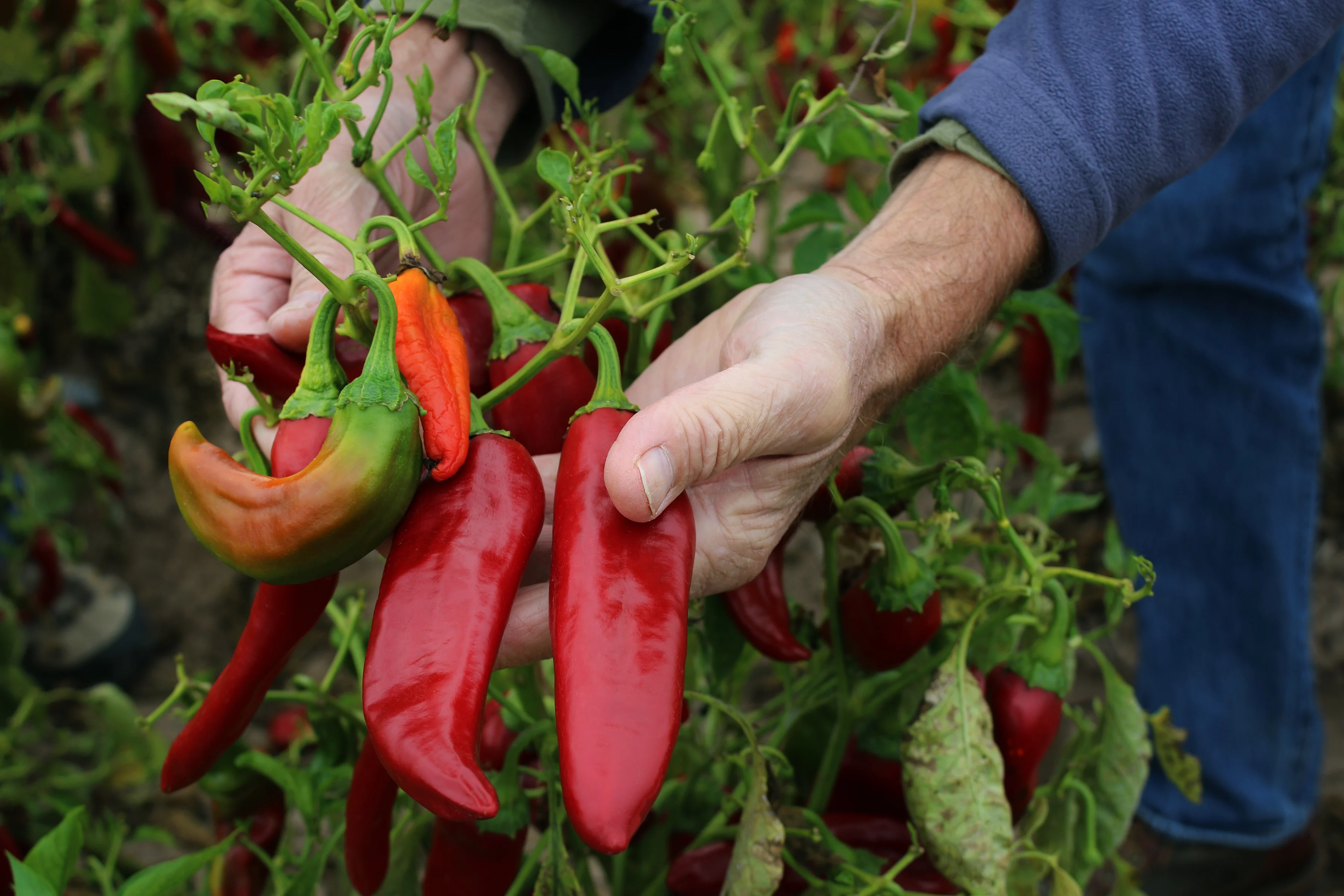 Chili Cultivation