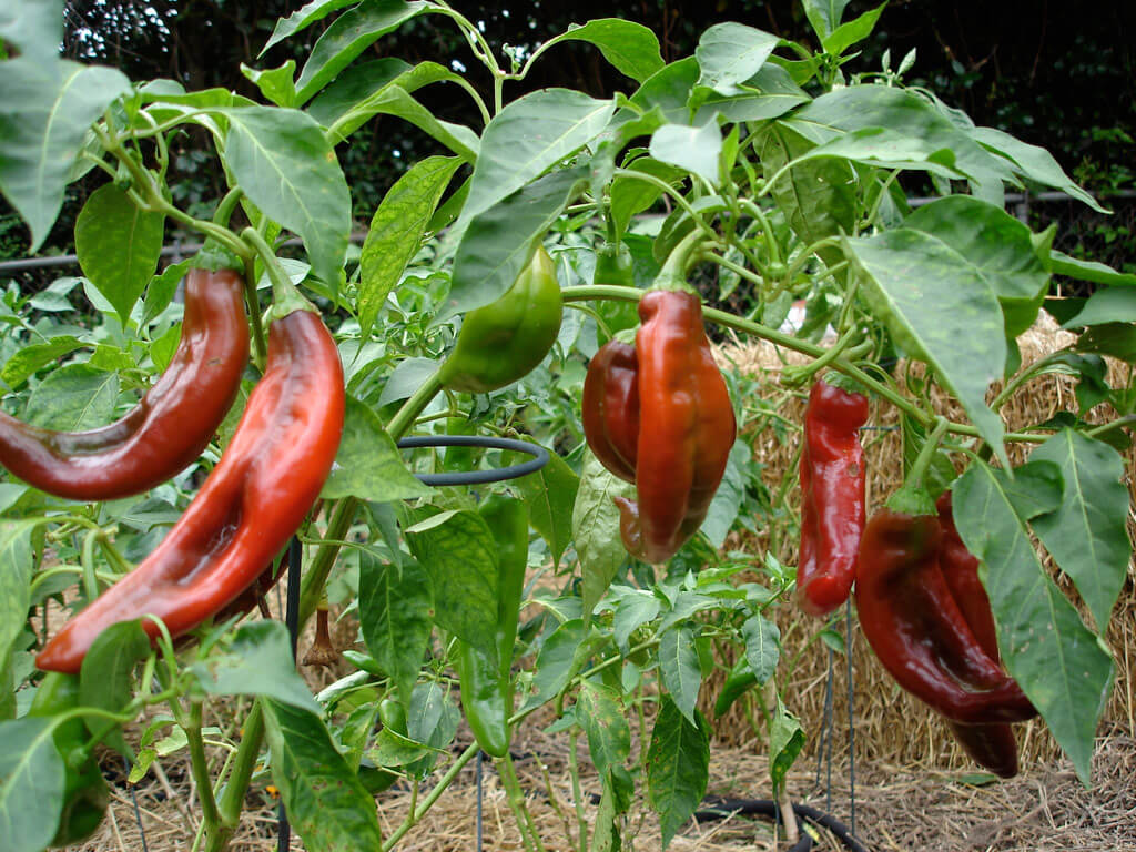 Chili Harvesting