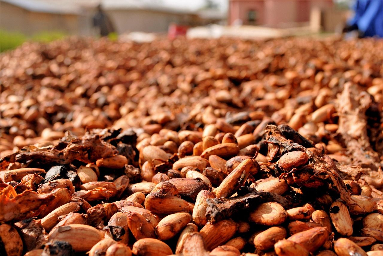 Cocoa Beans Drying under Sun