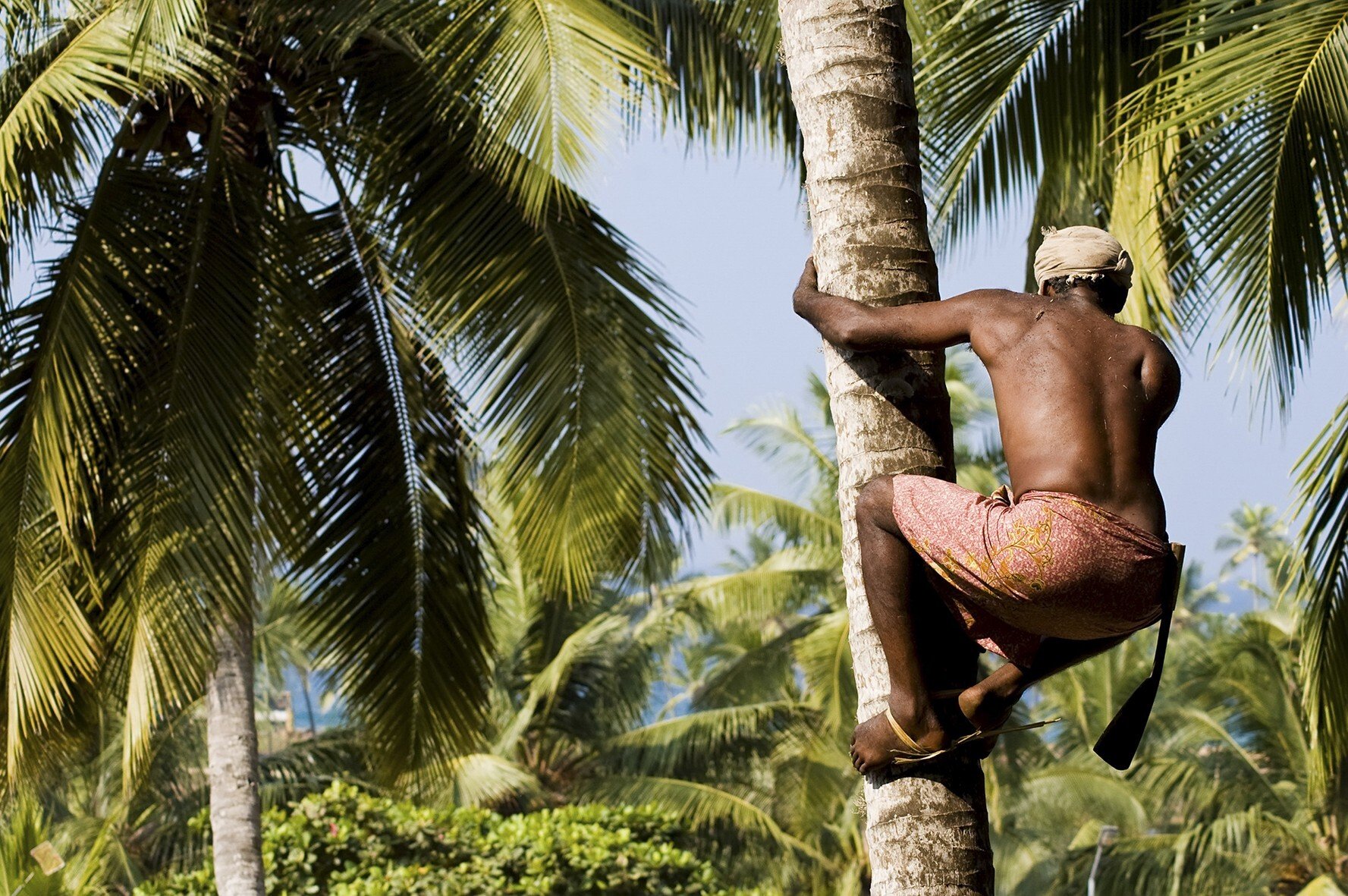 Coconut Harvesting