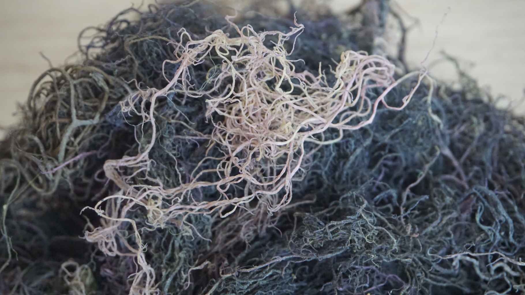 Dried Gracilaria Seaweed