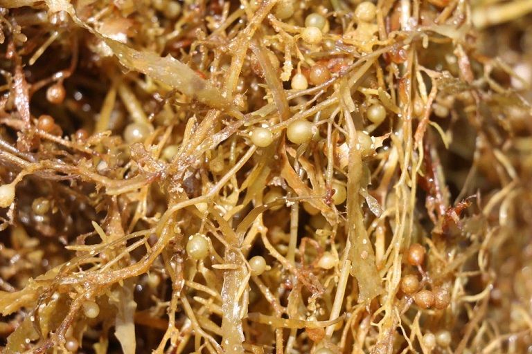 Dried Sargassum Seaweed
