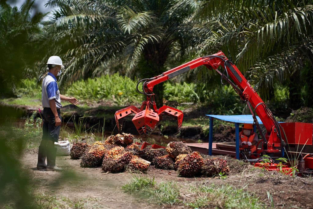 Efficient Palm Fruit Harvesting