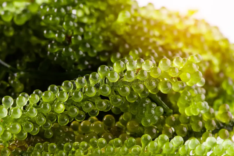 Fresh Caulerpa Seaweed (Sea Grapes / Green Caviar)