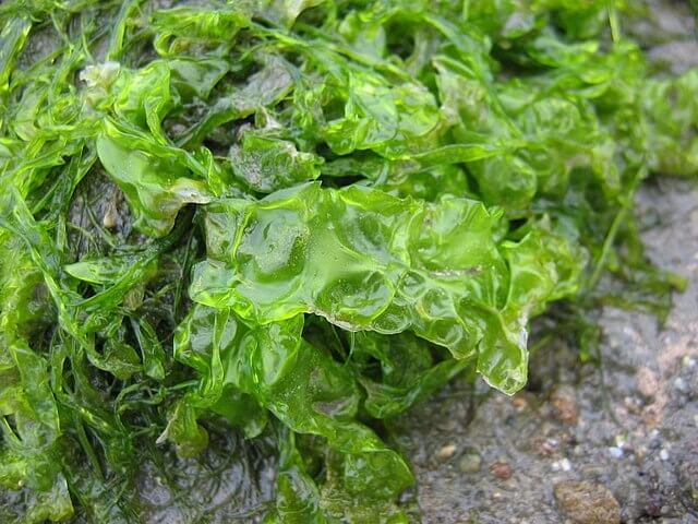 Fresh Ulva Seaweed (Sea Lettuce)