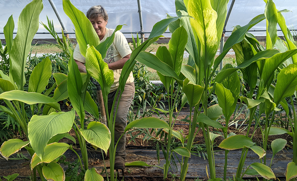 Careful Ginger Harvesting