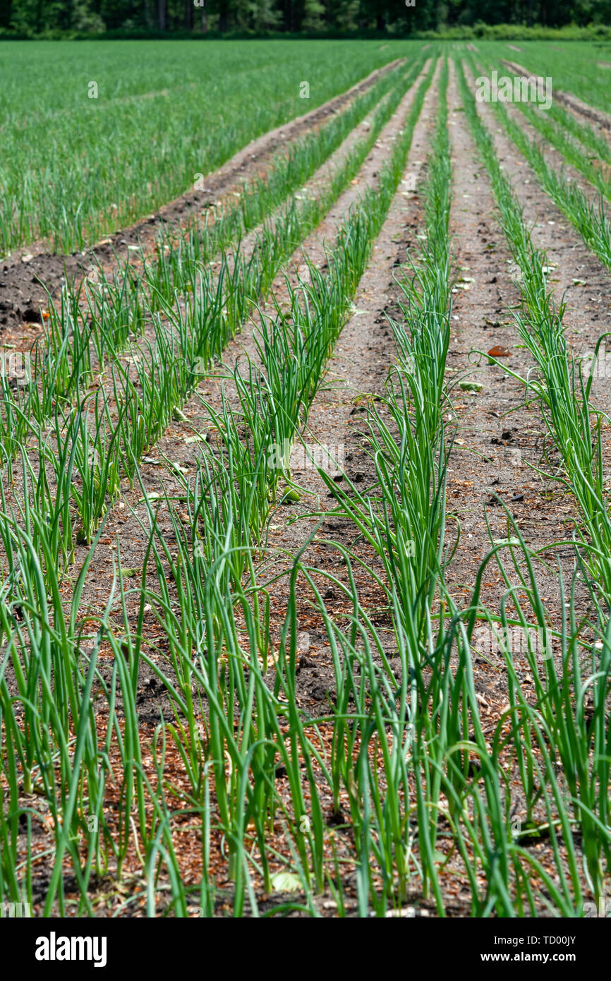 Green Onion Field