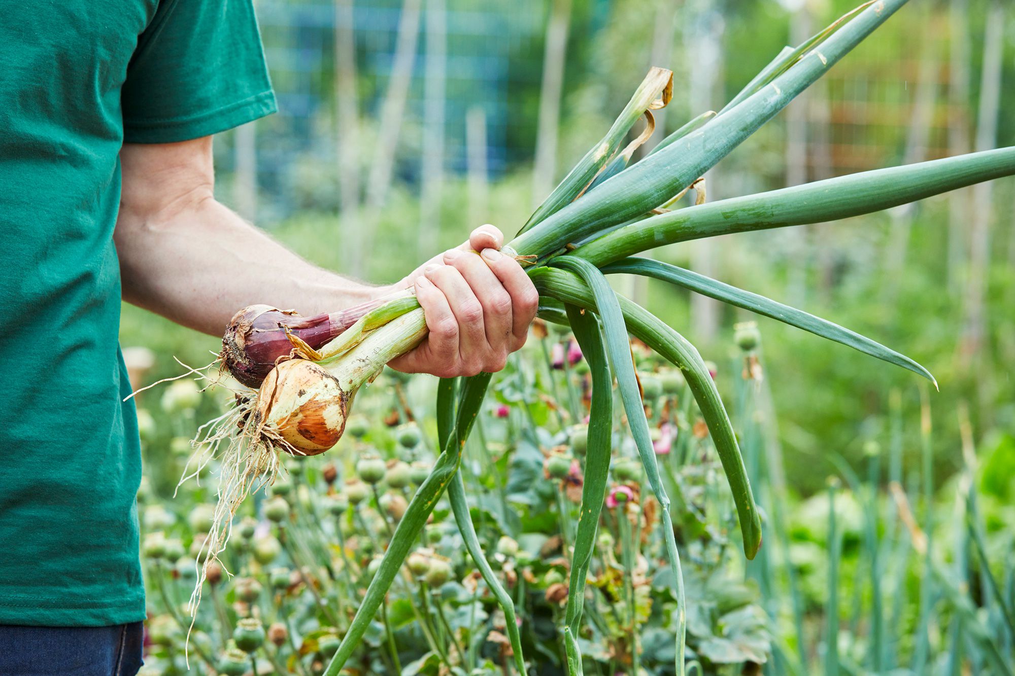 Green Onion Harvesting