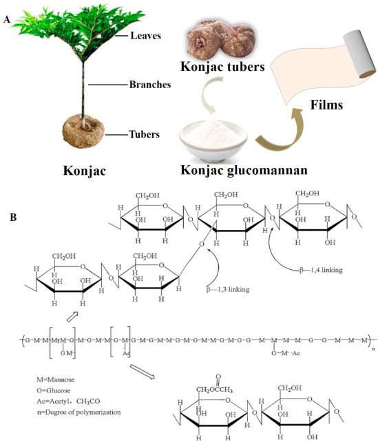 Konjac Root Harvesting
