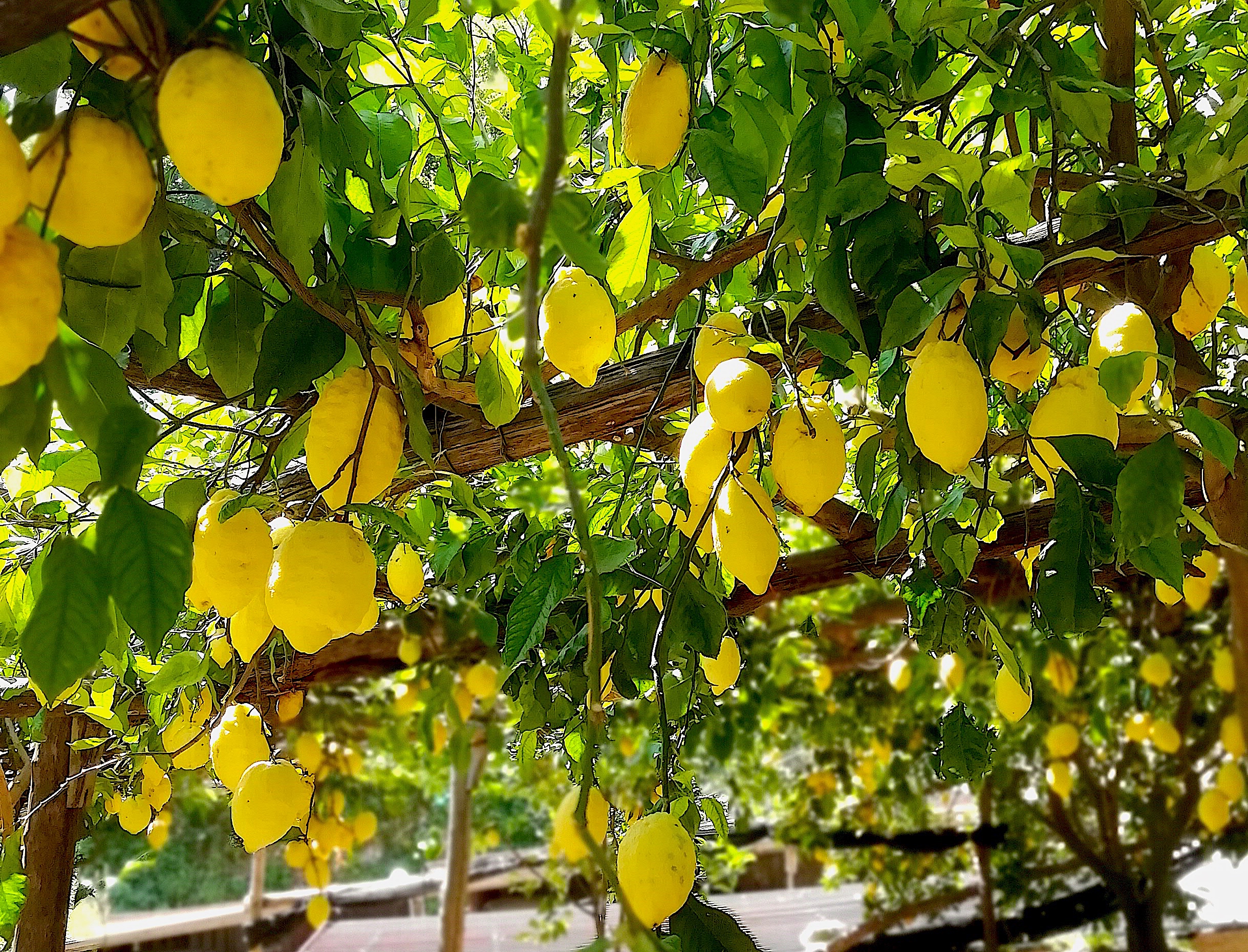 Hand Harvesting Lemons