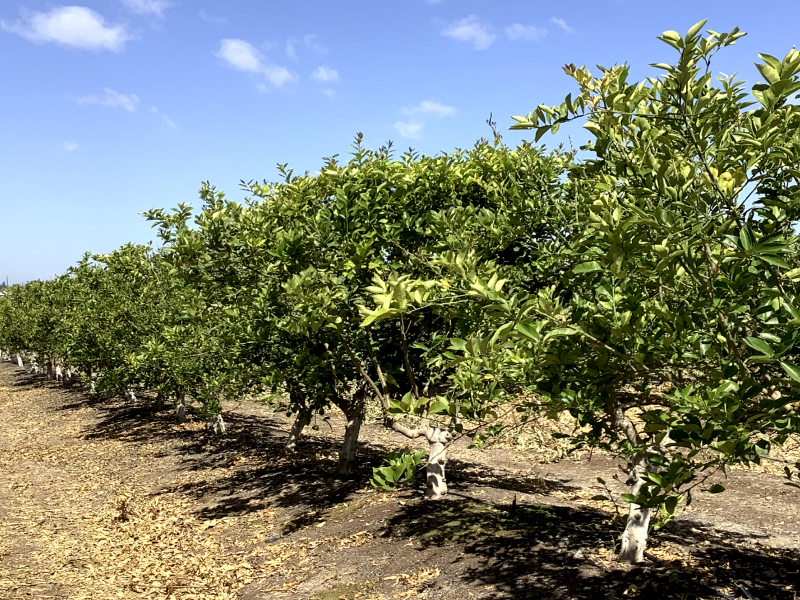 Lemon Orchard Farming