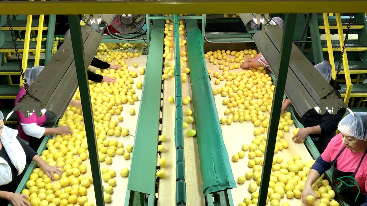 Sorting & Packing Lemons