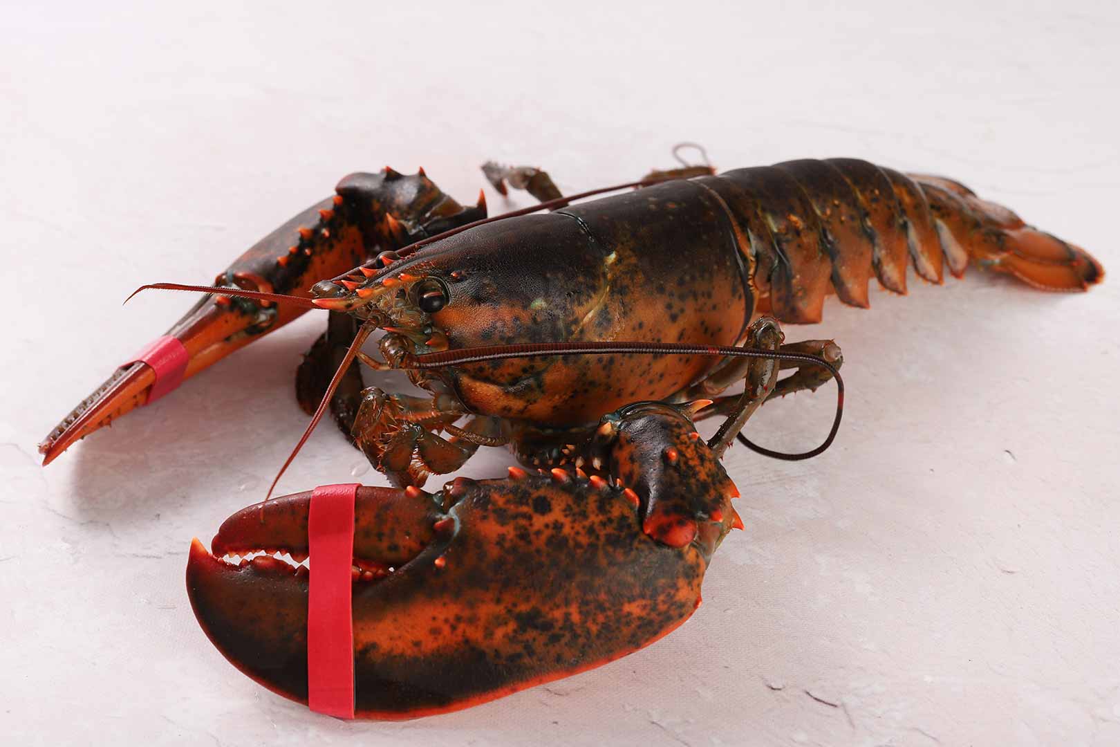 Live Premium Lobster