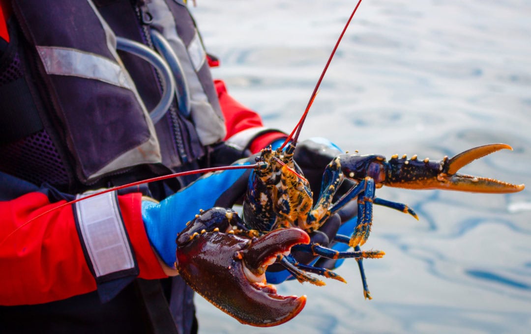Harvested lobster