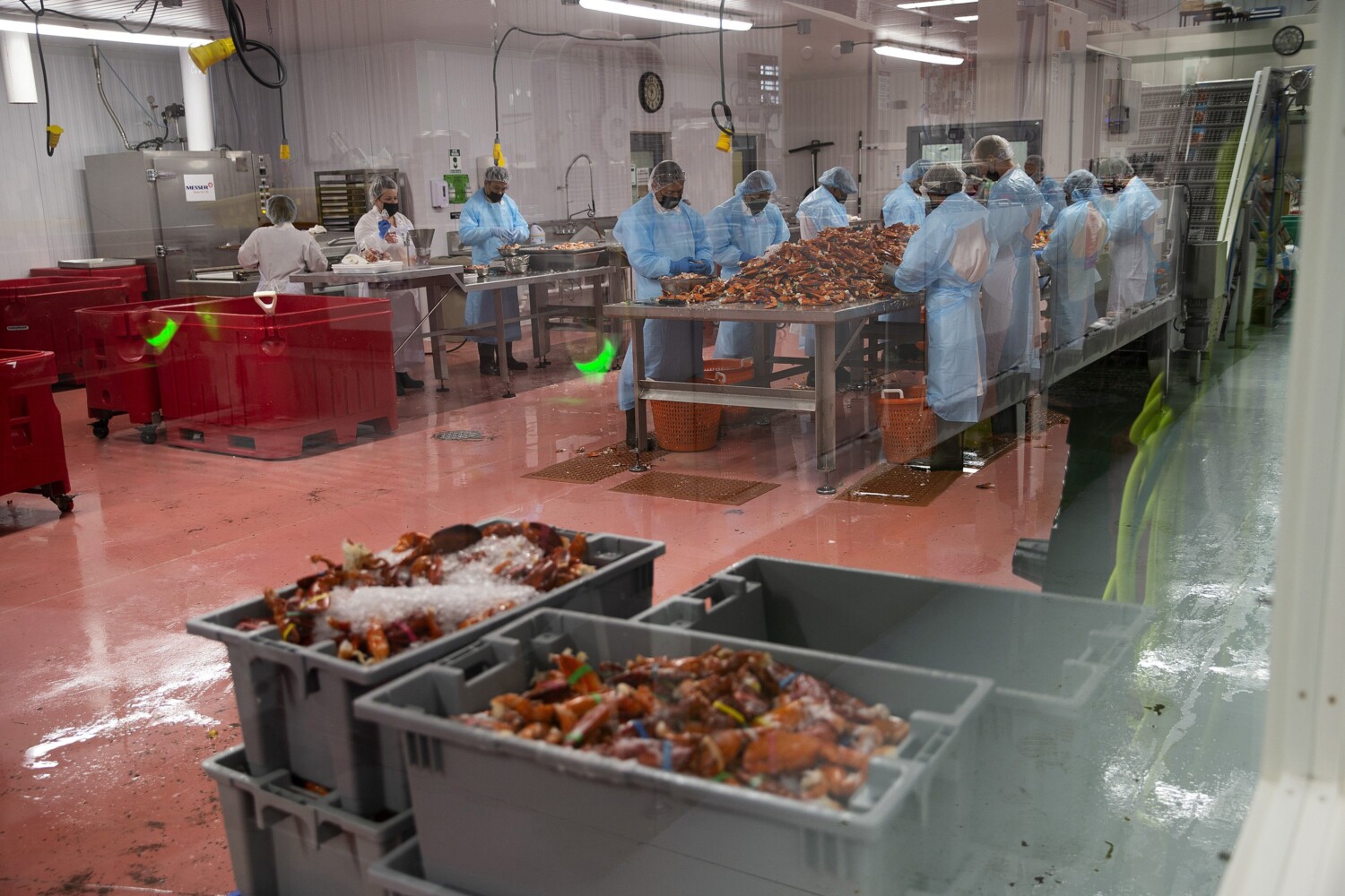 Lobster processing facility