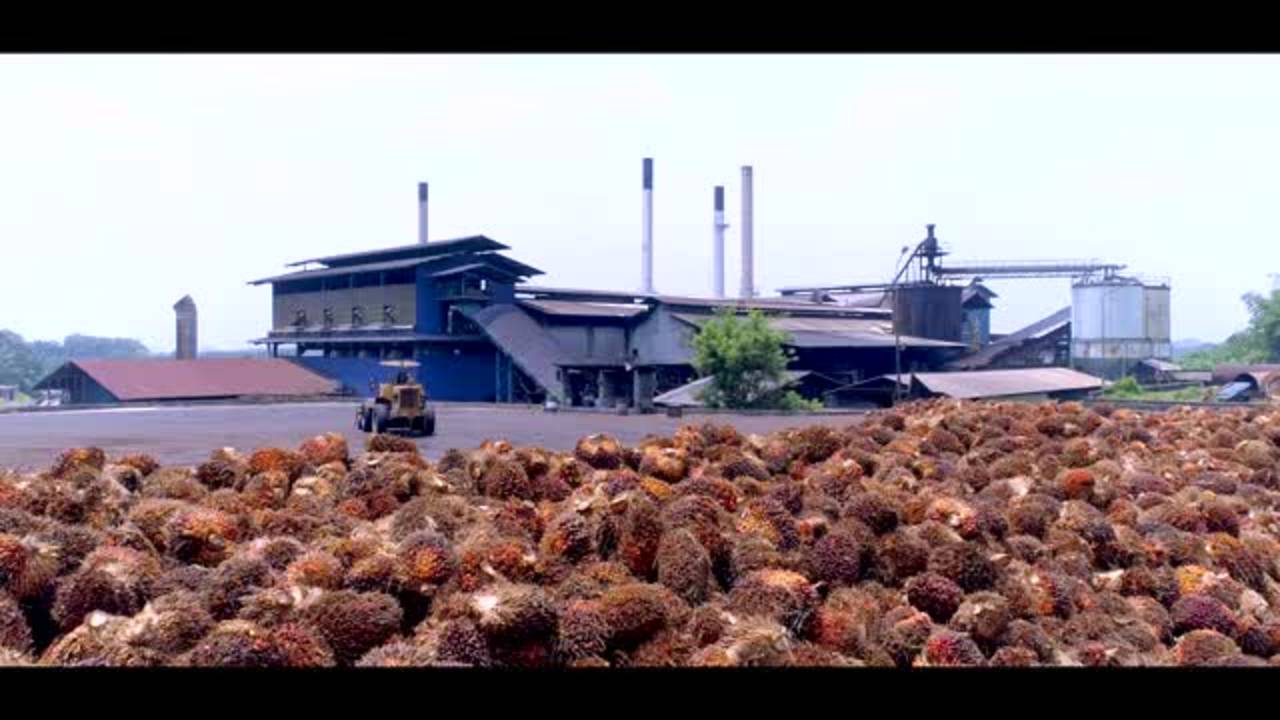 Palm Oil Milling Process