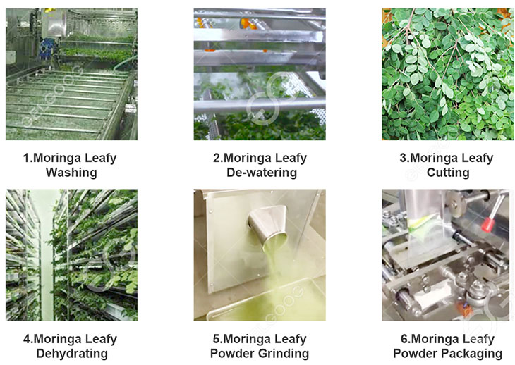 Moringa Leaf Drying