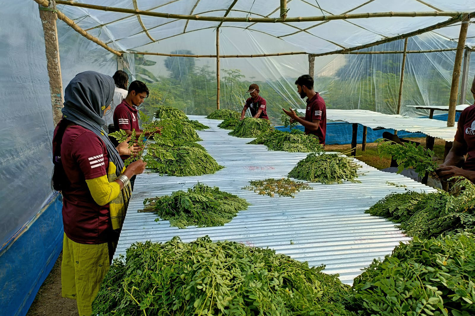 Moringa Drying