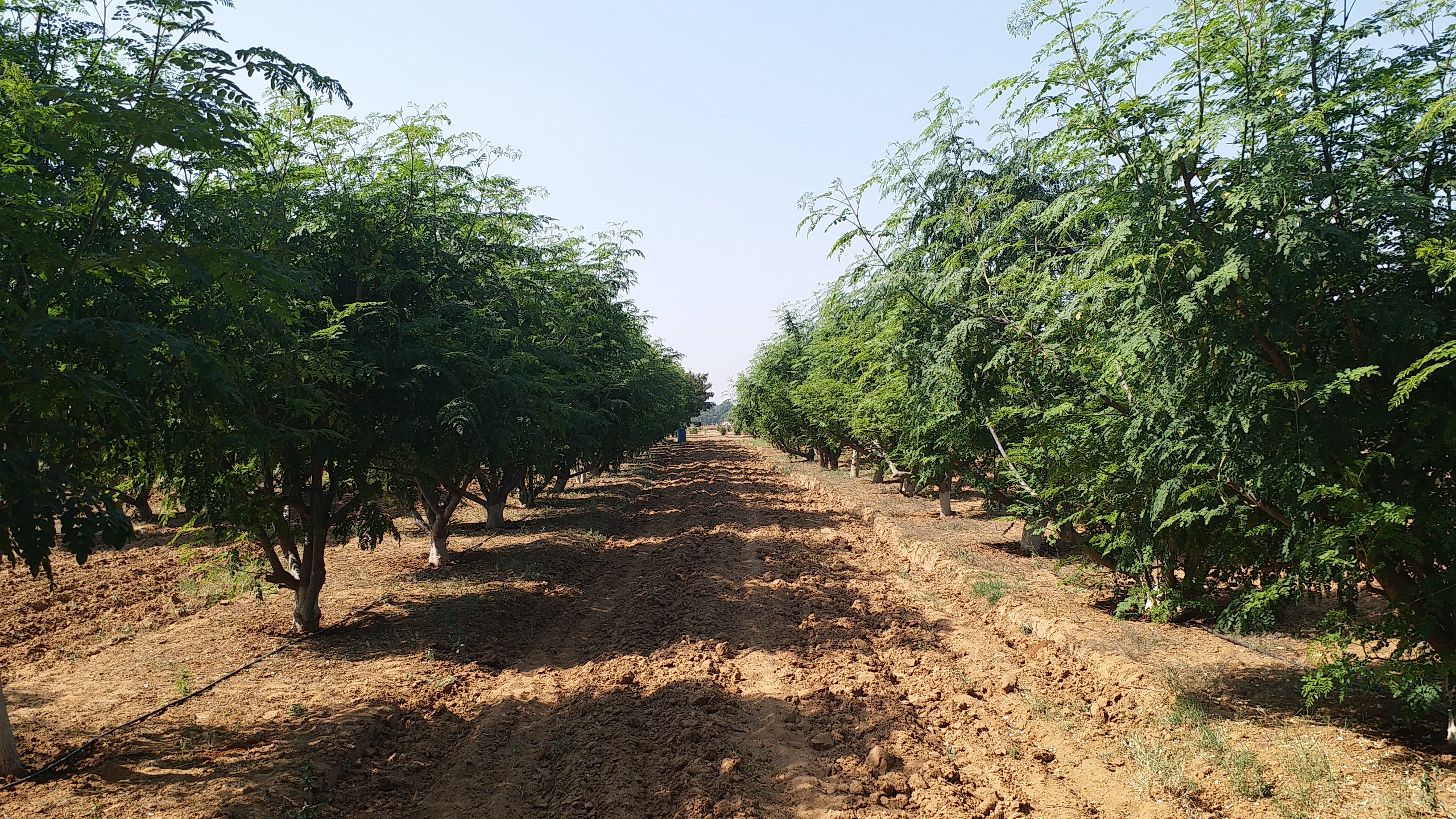 Moringa Leaf Sourcing