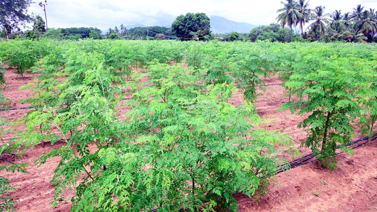 Moringa Harvesting