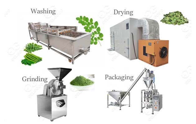 Moringa Powder Production